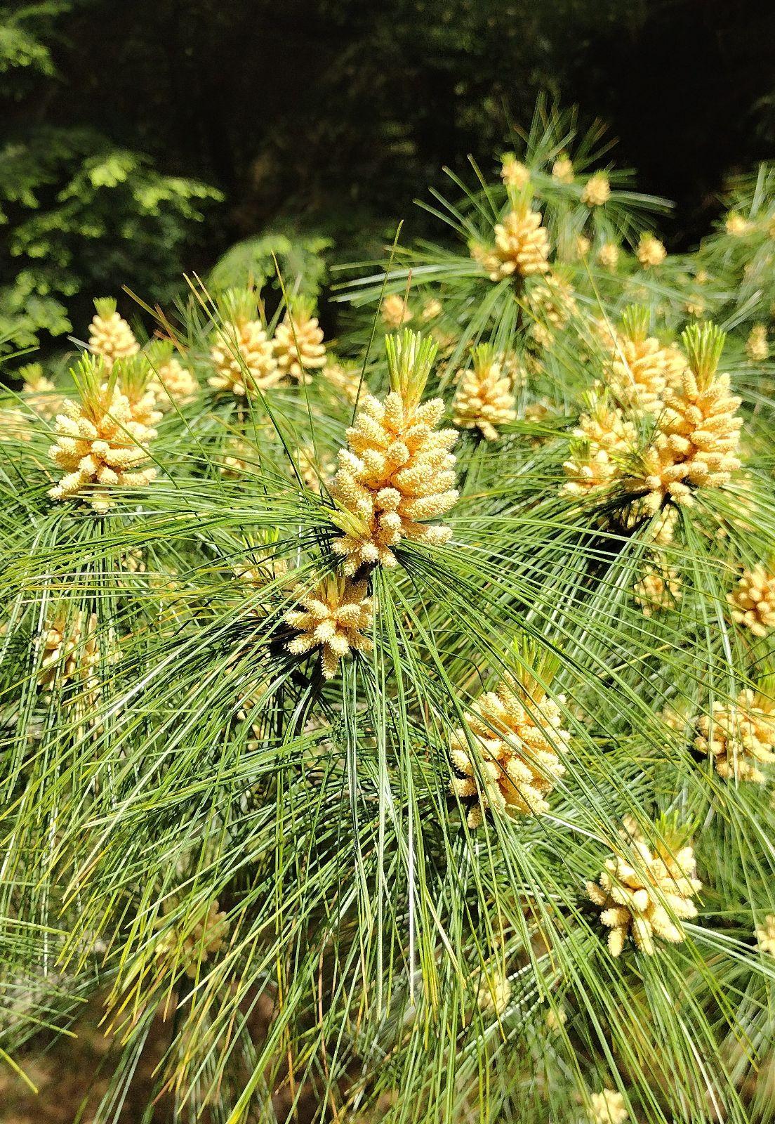 Pinus Strobus - View 13 from www redcrocus com