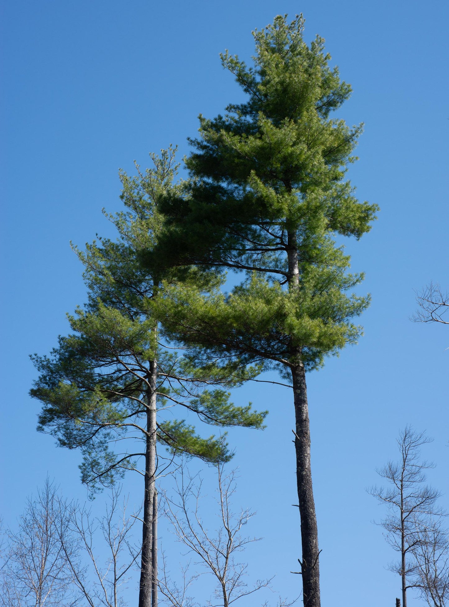 Pinus Strobus - View 14 from www redcrocus com