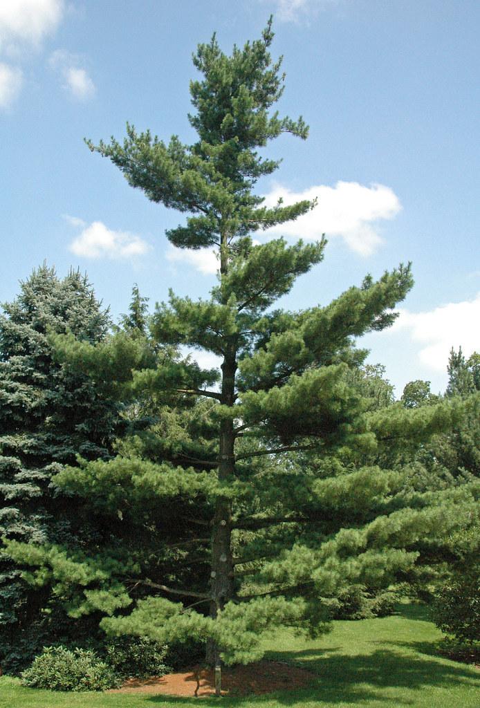 Pinus Strobus - View 16 from www redcrocus com