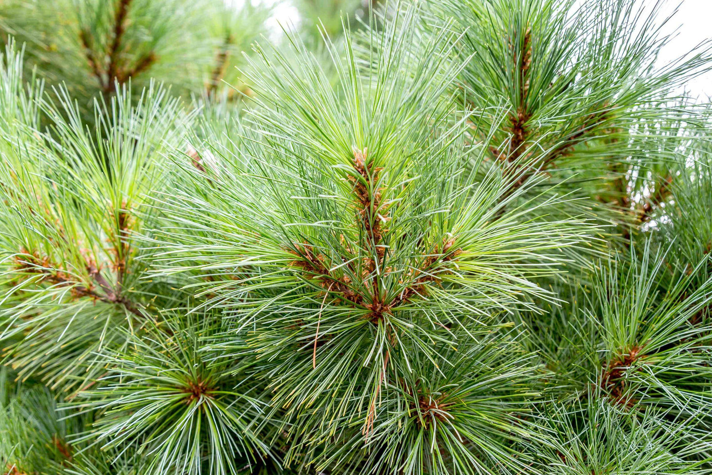 Pinus Strobus - View 17 from www redcrocus com