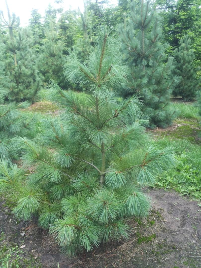 Pinus Strobus - View 18 from www redcrocus com