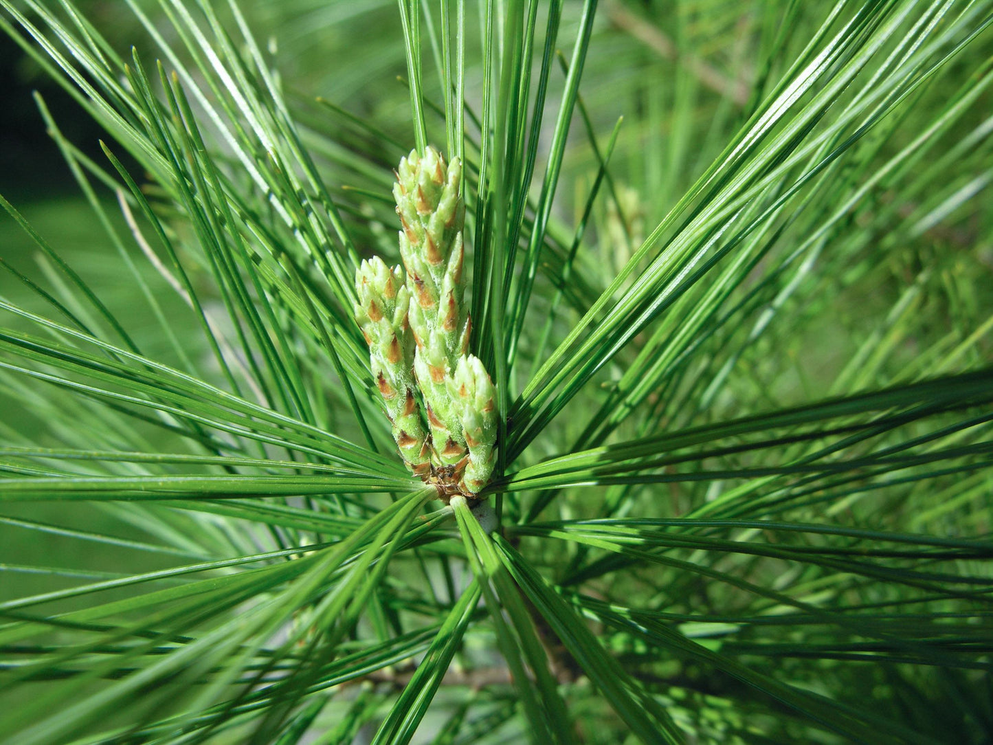 Pinus Strobus - View 19 from www redcrocus com