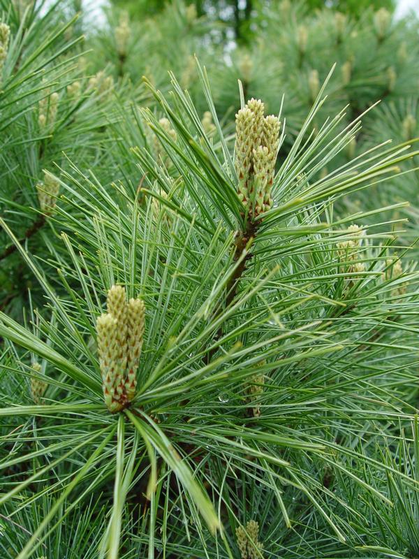 Pinus Strobus - View 1 from www redcrocus com
