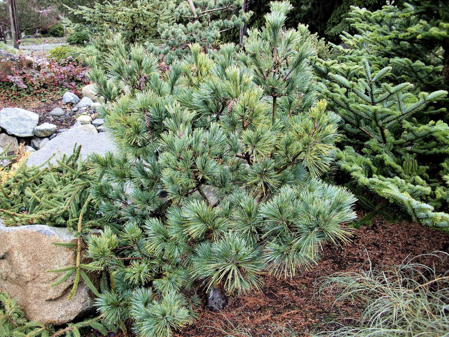 Pinus Strobus - View 20 from www redcrocus com