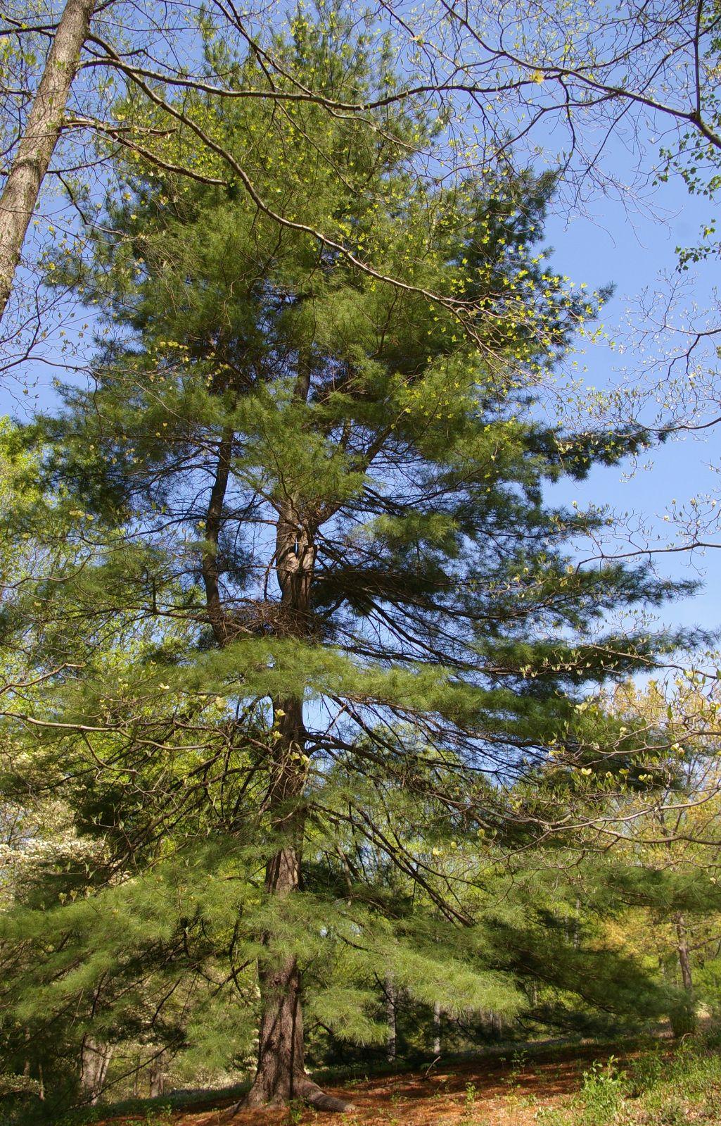 Pinus Strobus - View 22 from www redcrocus com