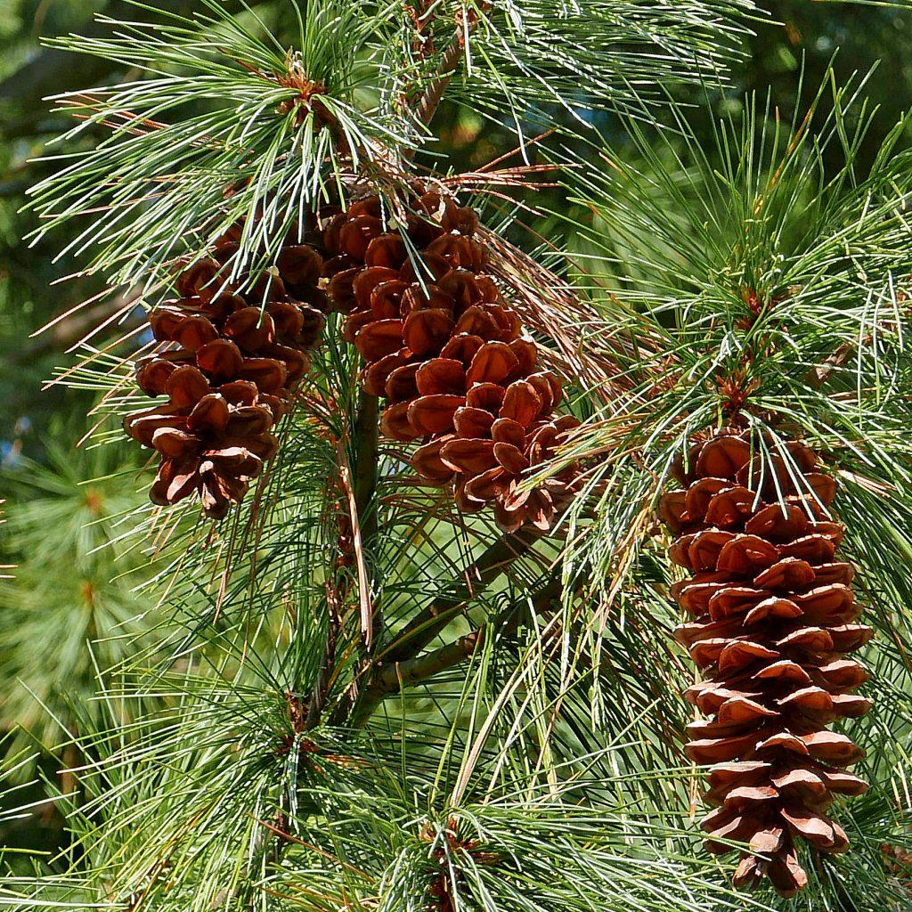 Pinus Strobus - View 2 from www redcrocus com