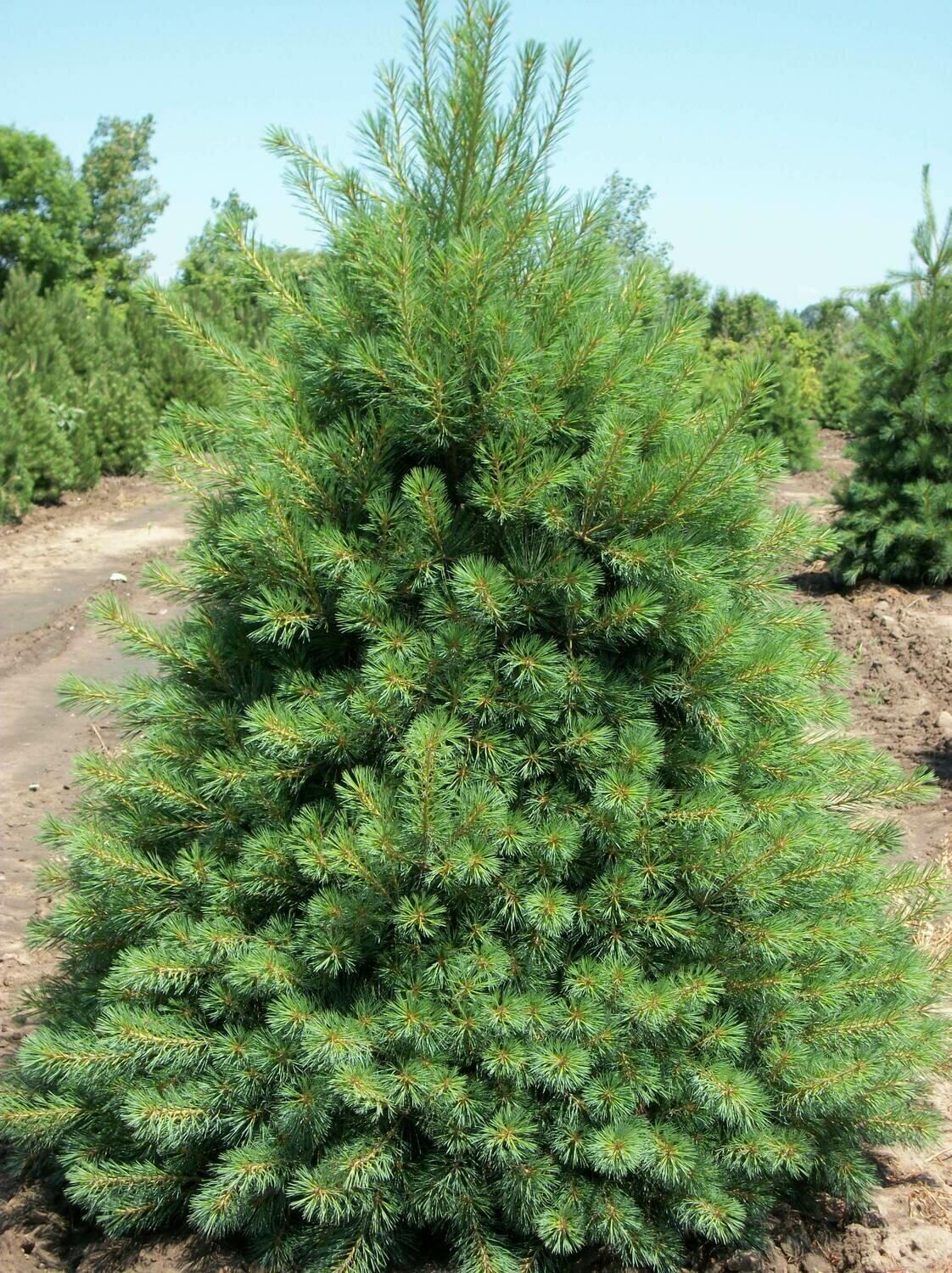 Pinus Strobus - View 3 from www redcrocus com