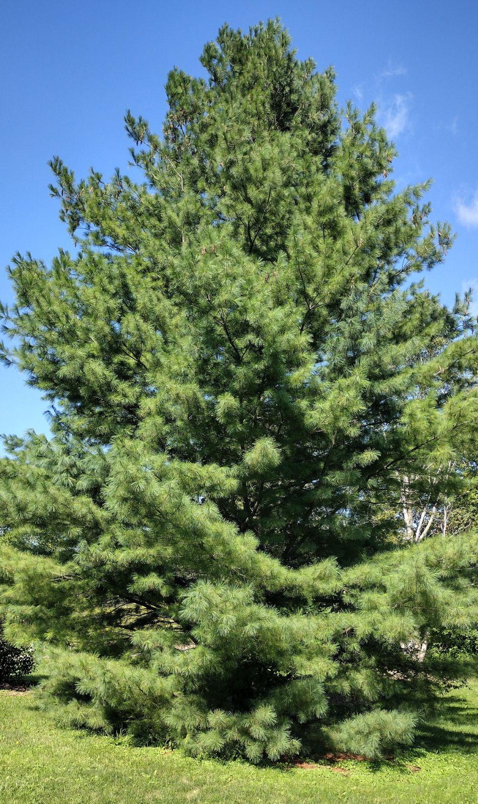 Pinus Strobus - View 4 from www redcrocus com