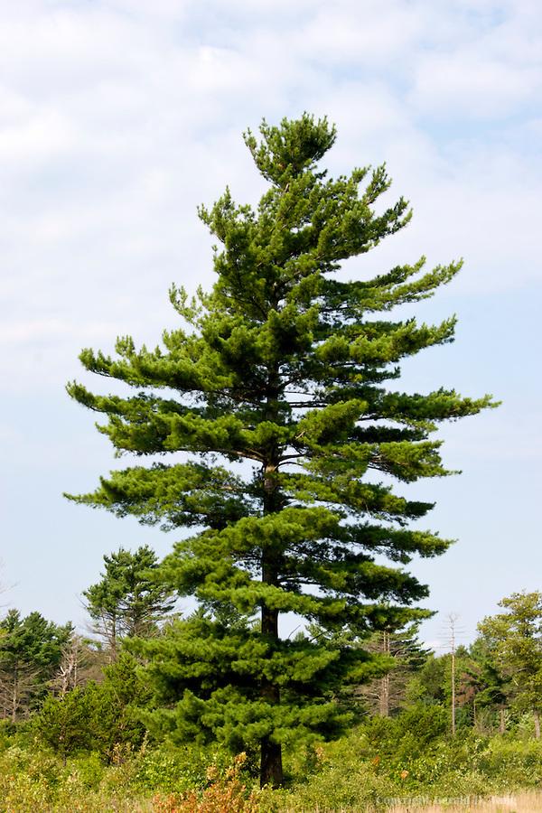 Pinus Strobus - View 6 from www redcrocus com