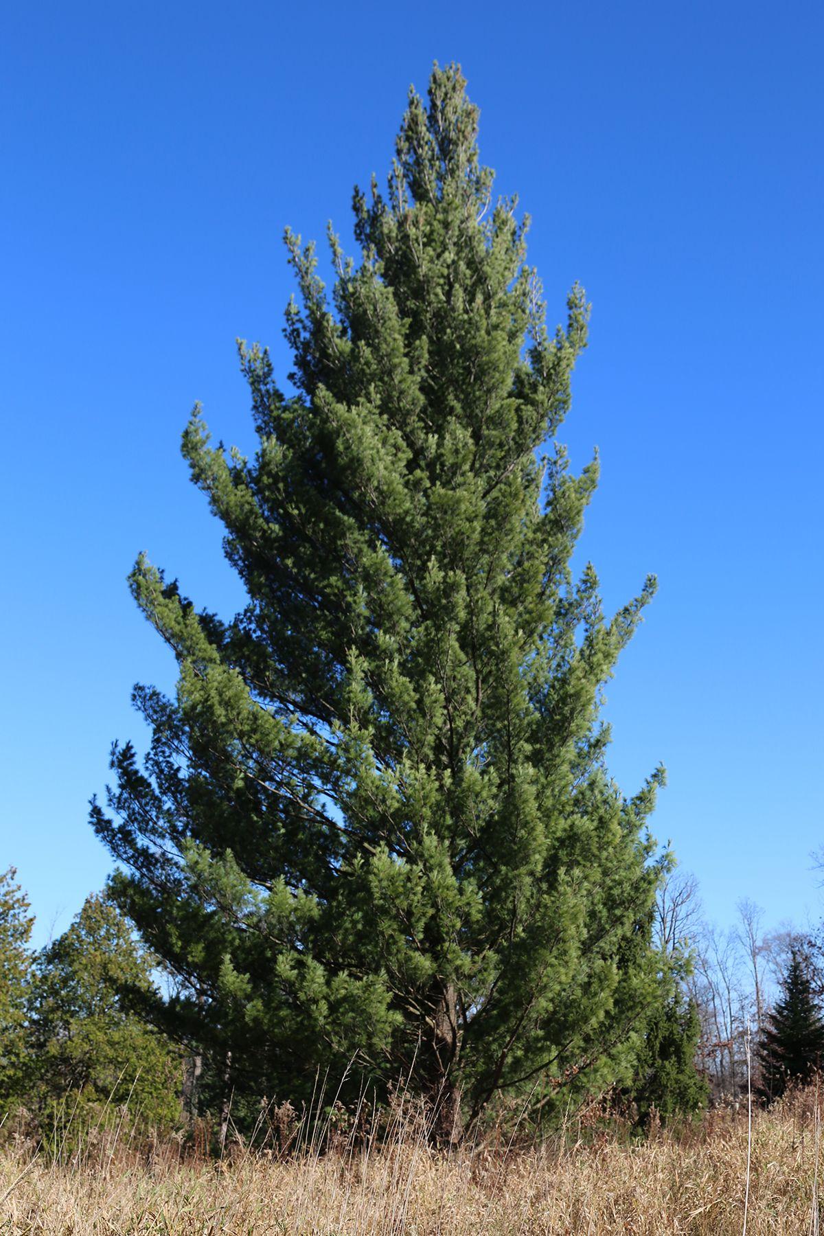 Pinus Strobus - View 7 from www redcrocus com