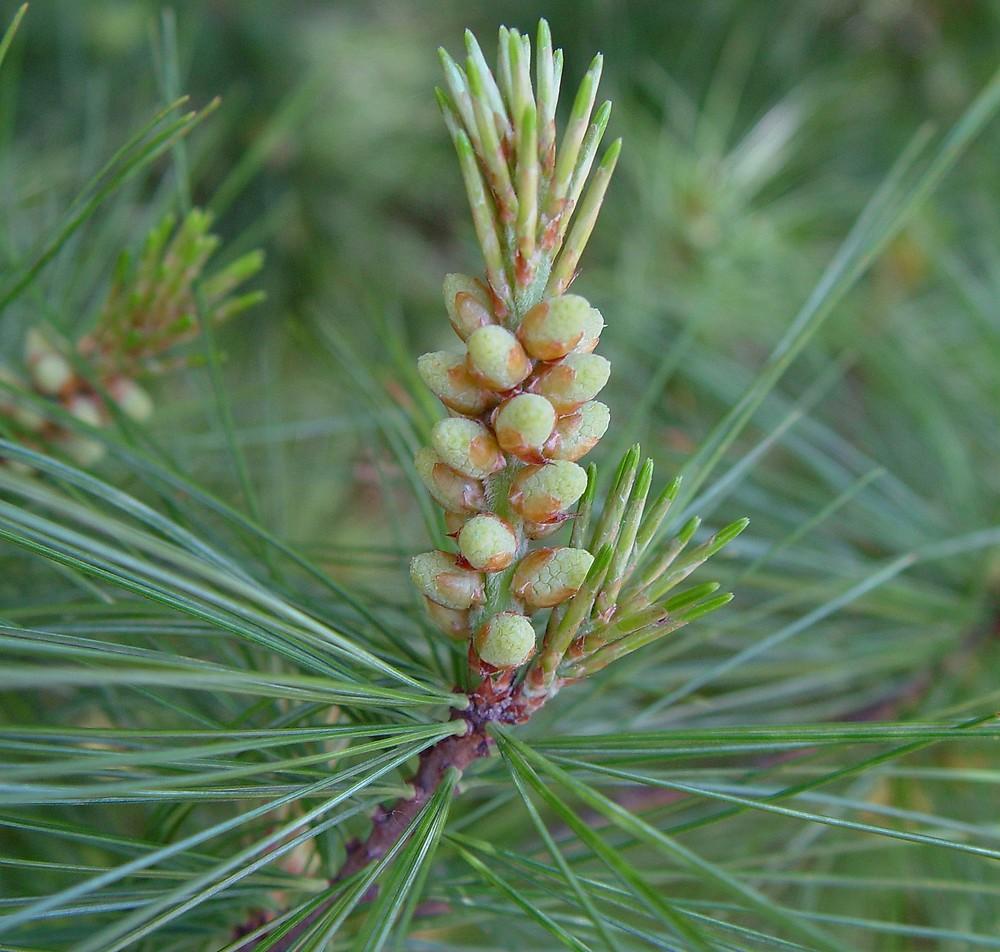 Pinus Strobus - View 8 from www redcrocus com