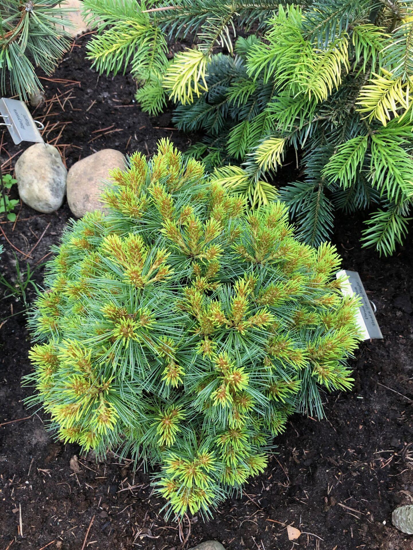 Pinus Strobus - View 8 from www redcrocus com