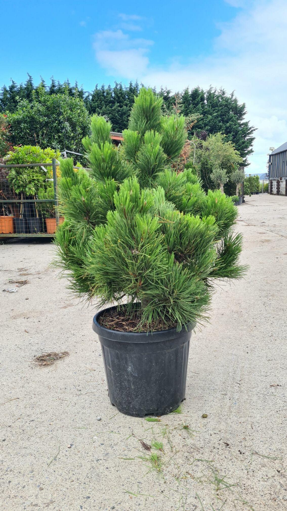 Pinus Nigra - View 10 from www redcrocus com