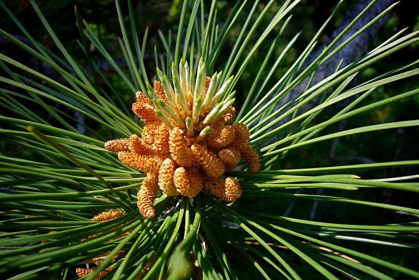 Pinus Nigra - View 12 from www redcrocus com