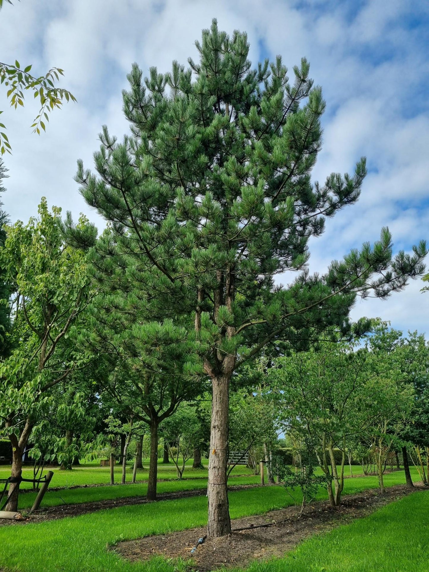 Pinus Nigra - View 16 from www redcrocus com