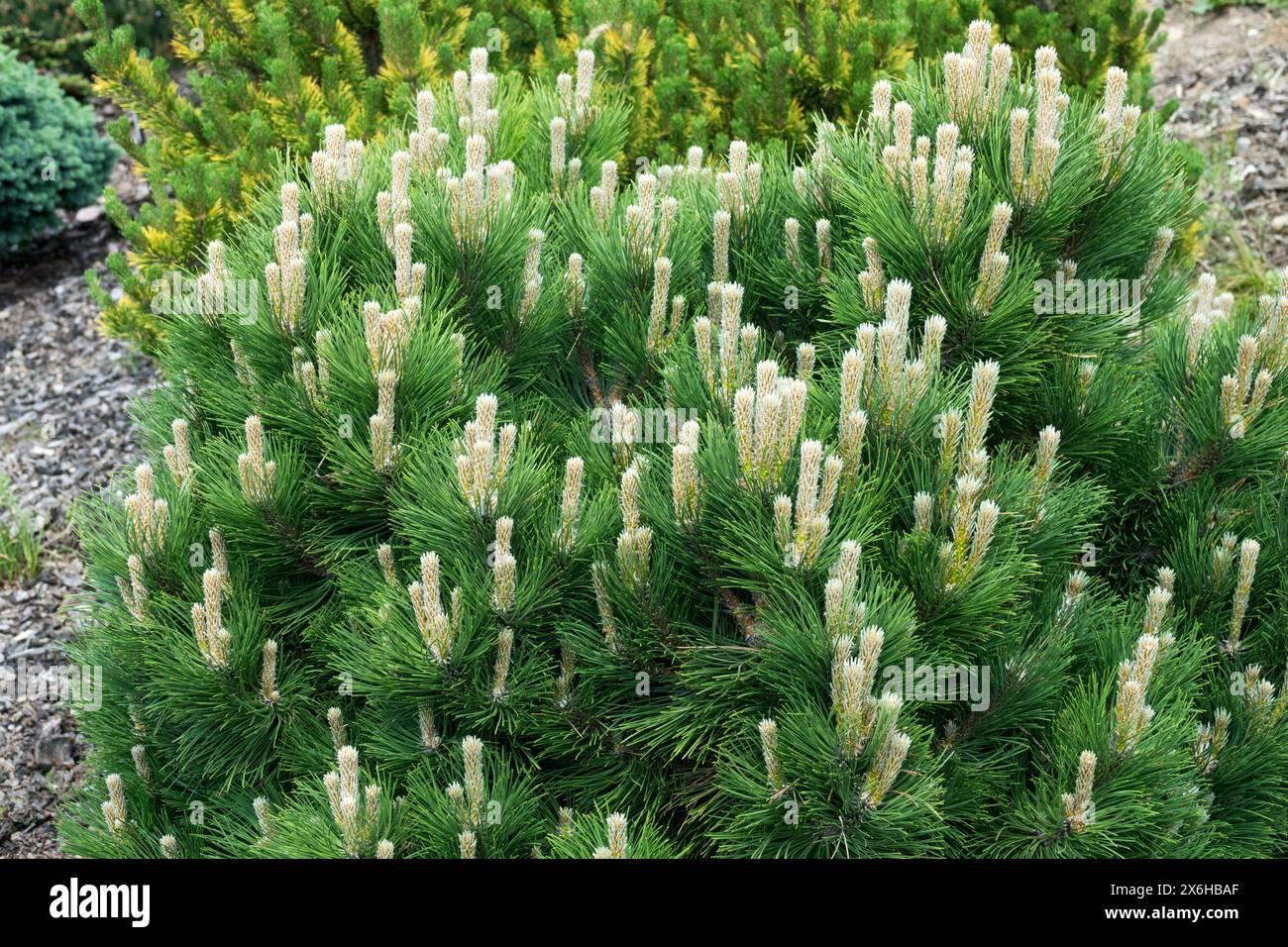 Pinus Nigra - View 17 from www redcrocus com