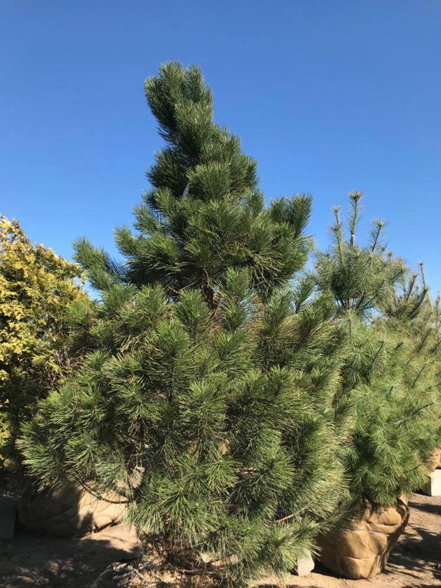 Pinus Nigra - View 18 from www redcrocus com