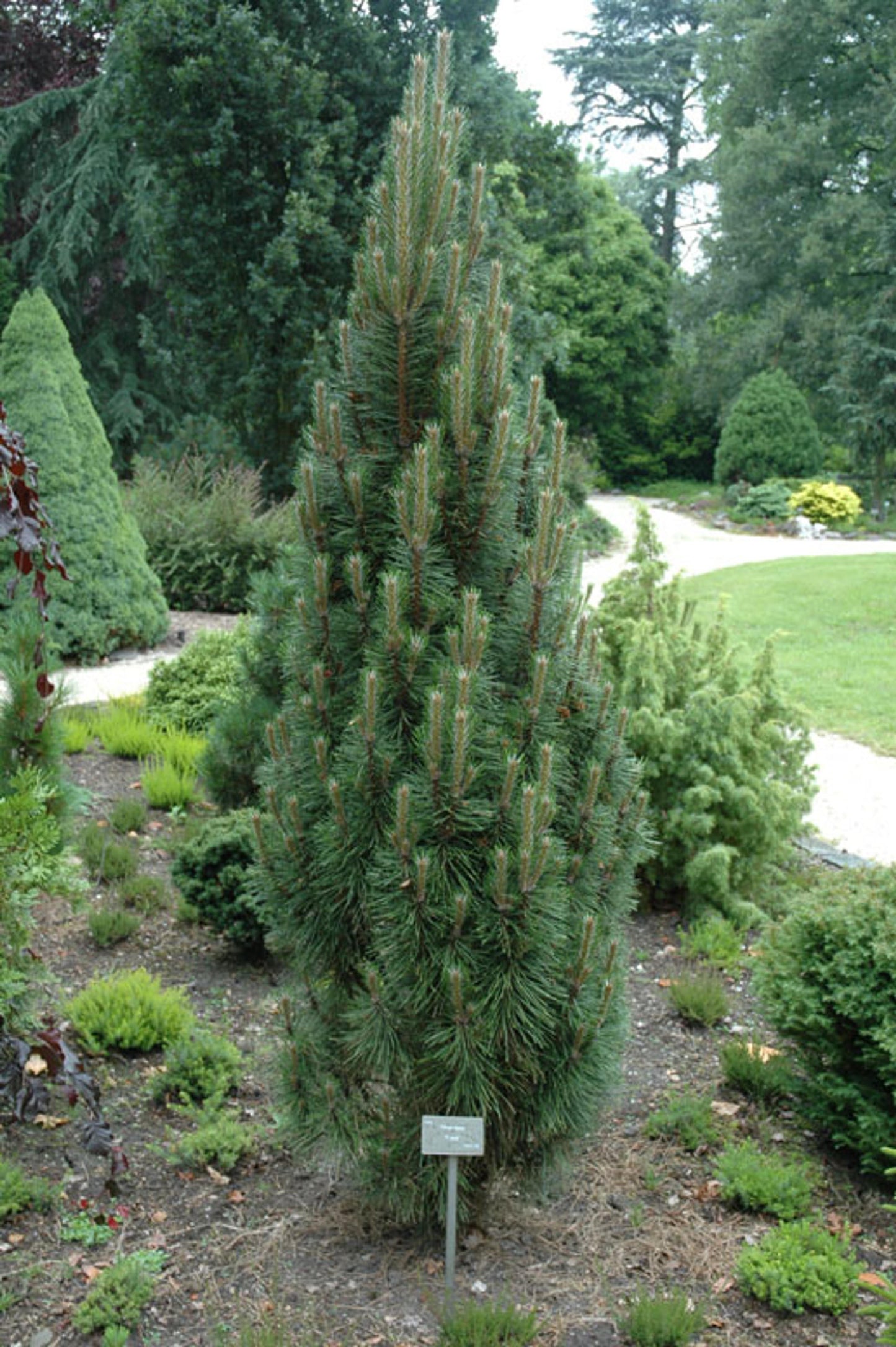 Pinus Nigra - View 19 from www redcrocus com