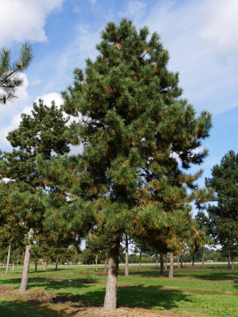 Pinus Nigra - View 1 from www redcrocus com