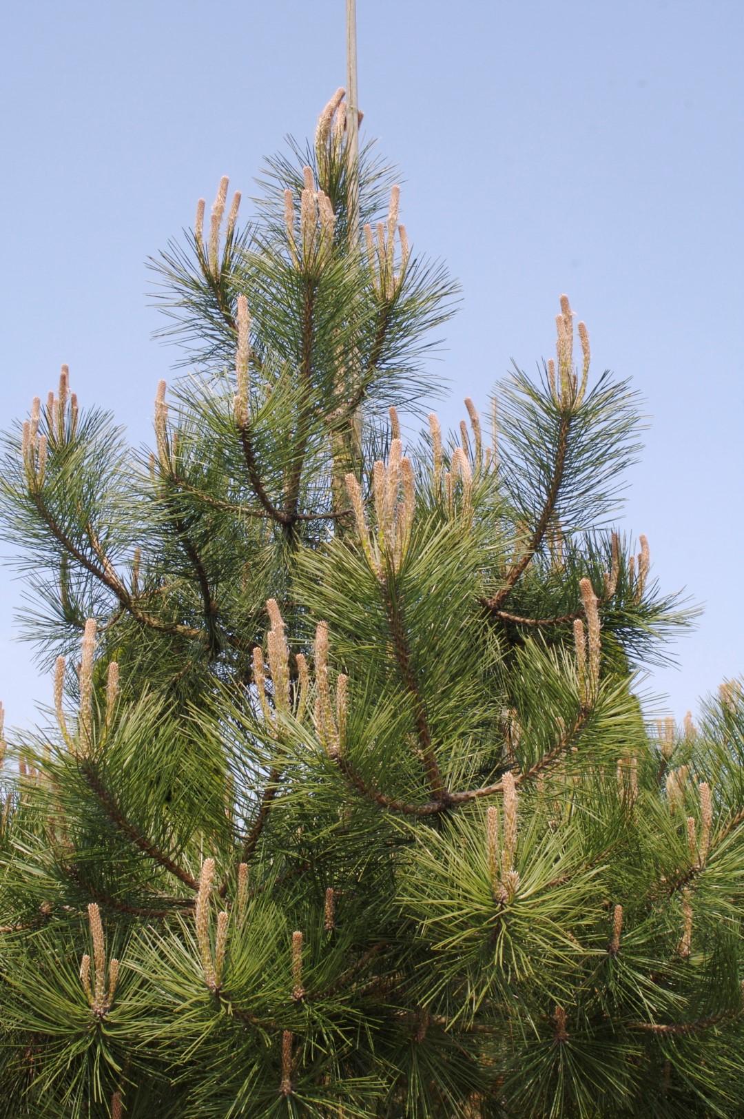 Pinus Nigra - View 2 from www redcrocus com