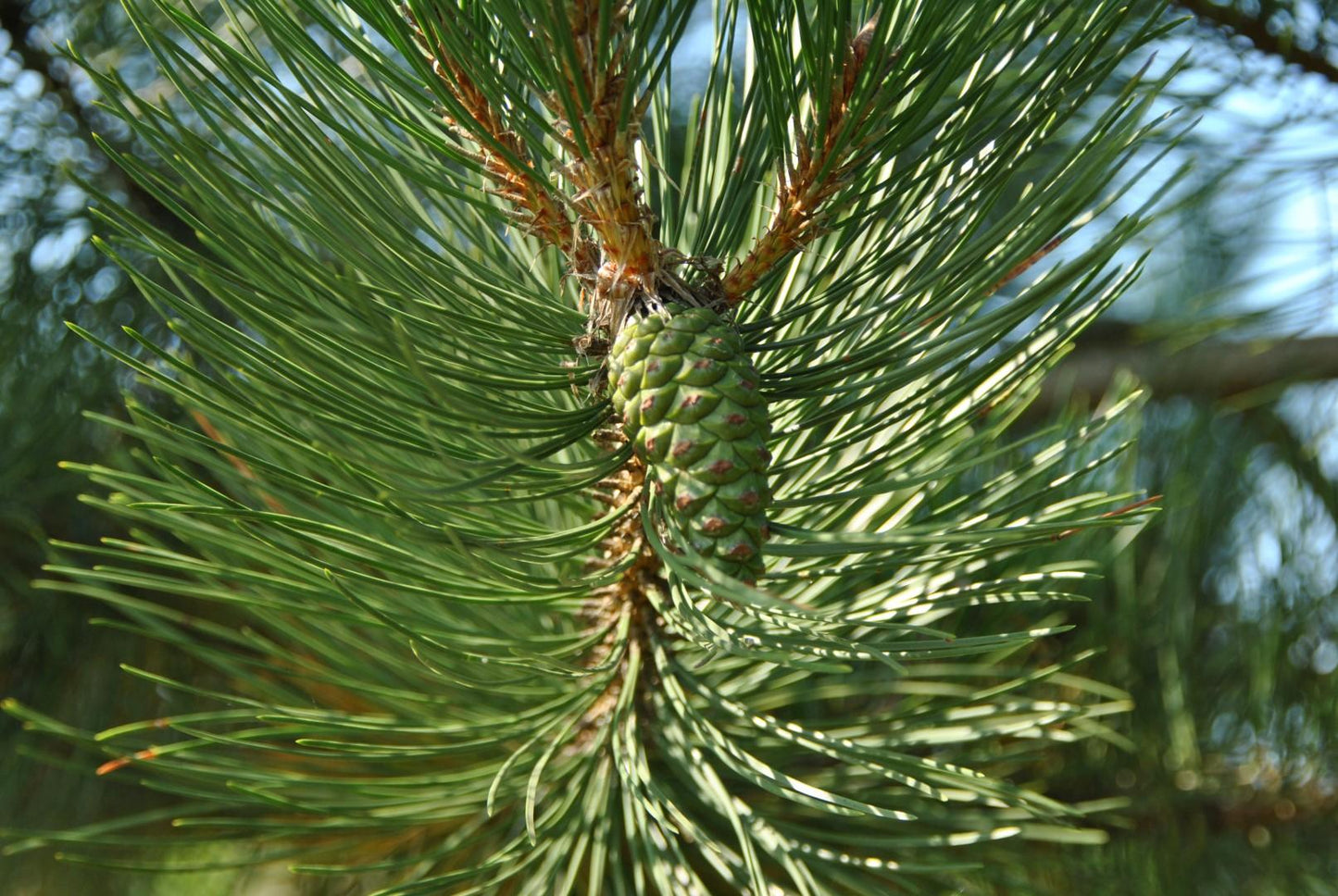 Pinus Nigra - View 4 from www redcrocus com