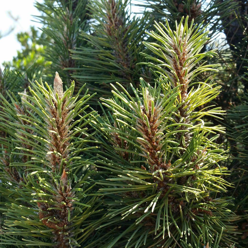 Pinus Nigra - View 5 from www redcrocus com