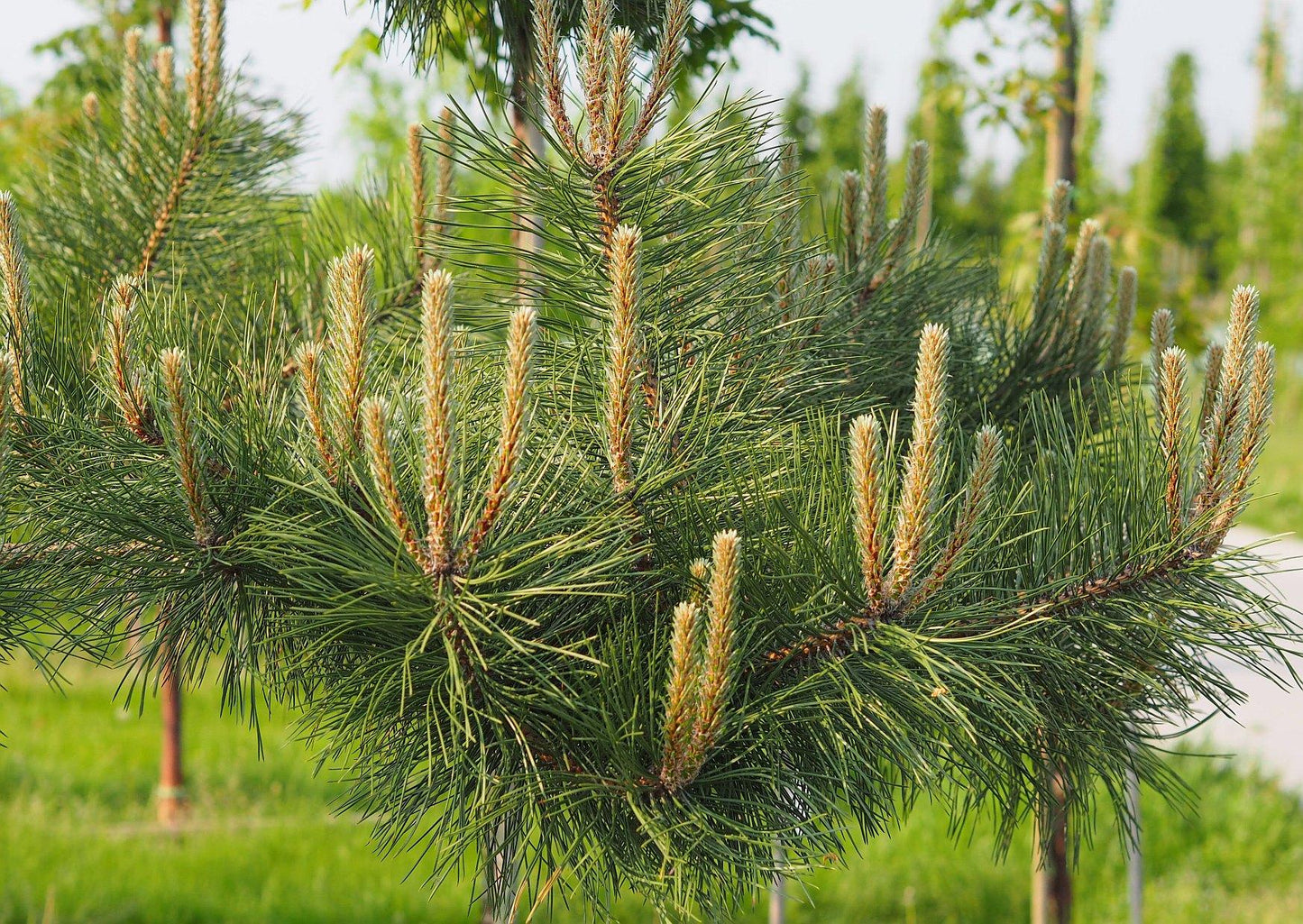 Pinus Nigra - View 6 from www redcrocus com