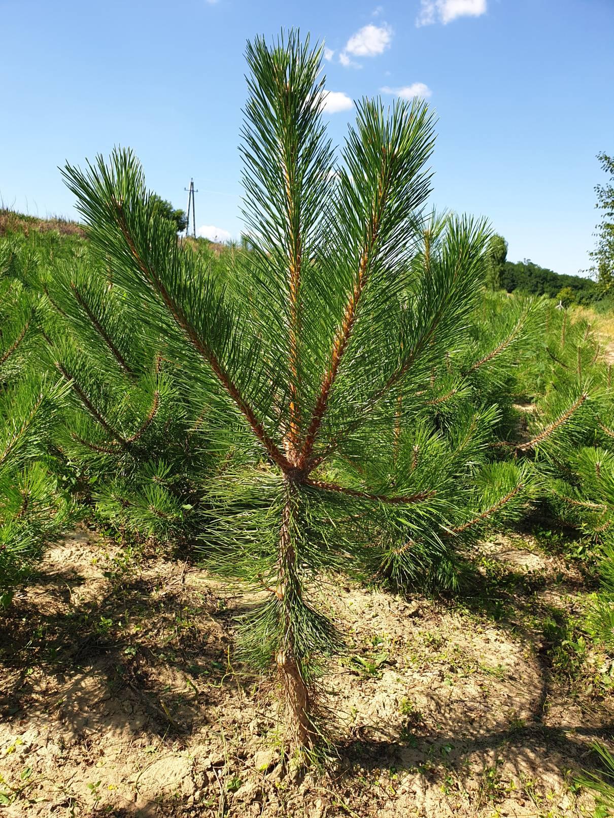 Pinus Nigra - View 7 from www redcrocus com