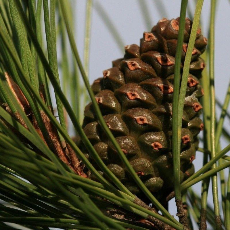 Pinus Nigra - View 9 from www redcrocus com
