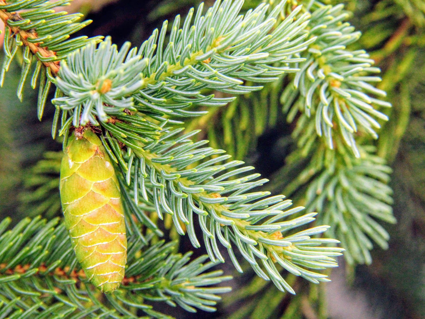 Picea Glauca - View 10 from www redcrocus com