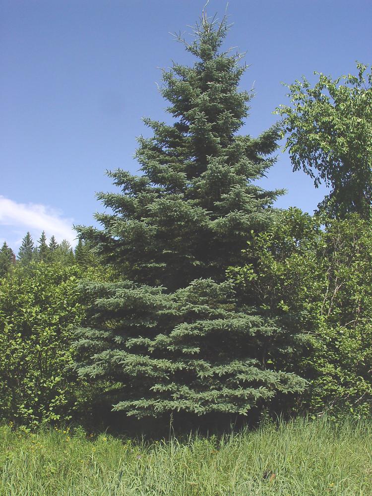 Picea Glauca - View 11 from www redcrocus com