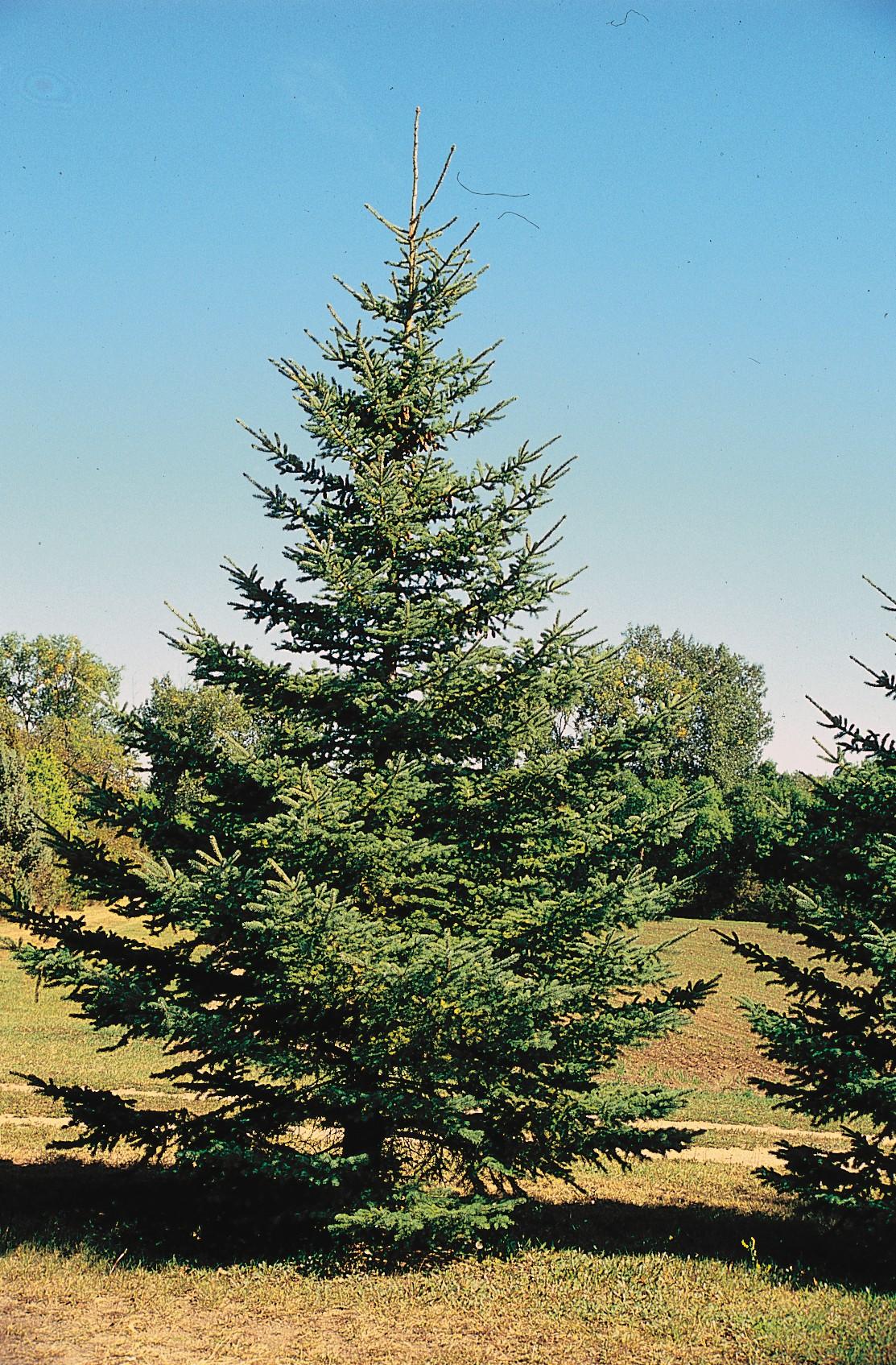 Picea Glauca - View 14 from www redcrocus com