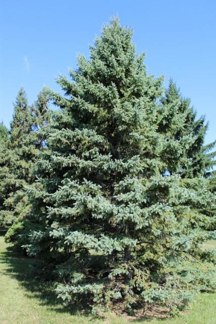 Picea Glauca - View 15 from www redcrocus com
