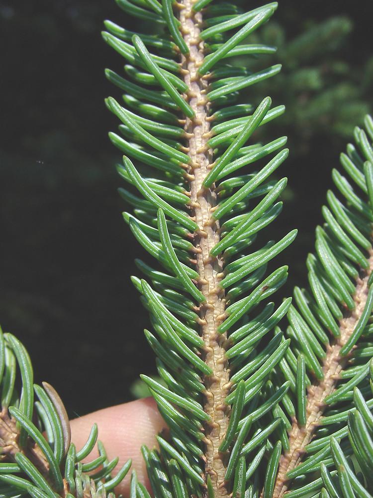 Picea Glauca - View 16 from www redcrocus com