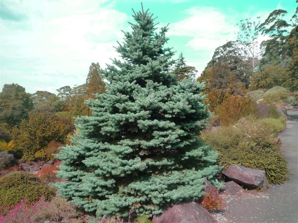 Picea Glauca - View 18 from www redcrocus com