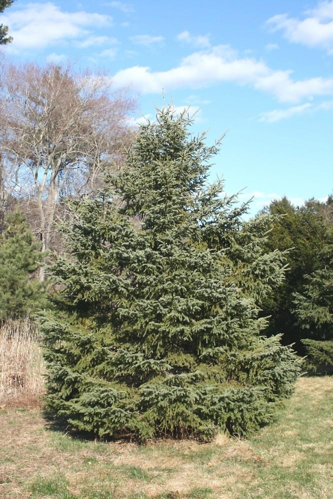 Picea Glauca - View 20 from www redcrocus com