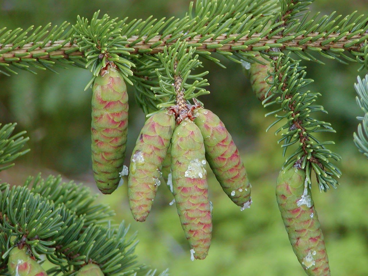 Picea Glauca - View 21 from www redcrocus com