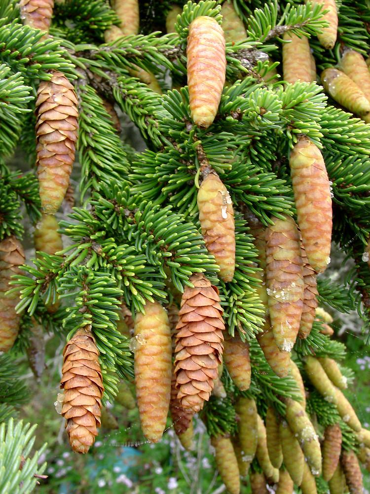 Picea Glauca - View 22 from www redcrocus com