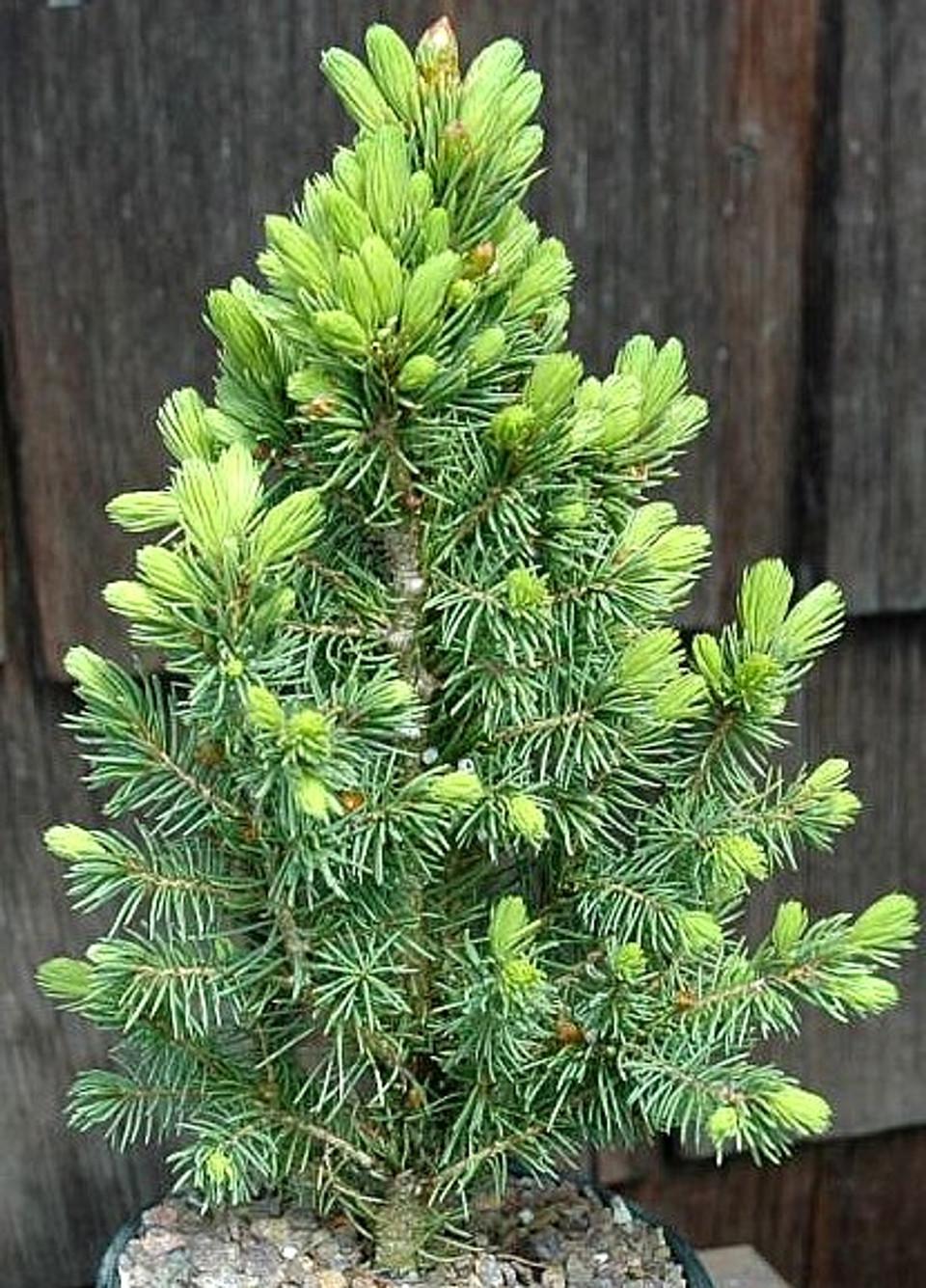 Picea Glauca - View 23 from www redcrocus com