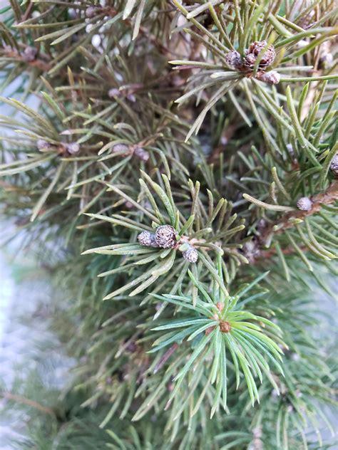 Picea Glauca - View 2 from www redcrocus com