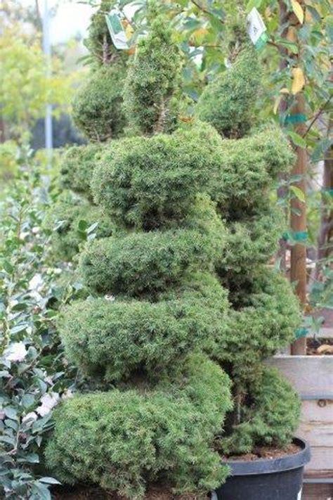 Picea Glauca - View 4 from www redcrocus com