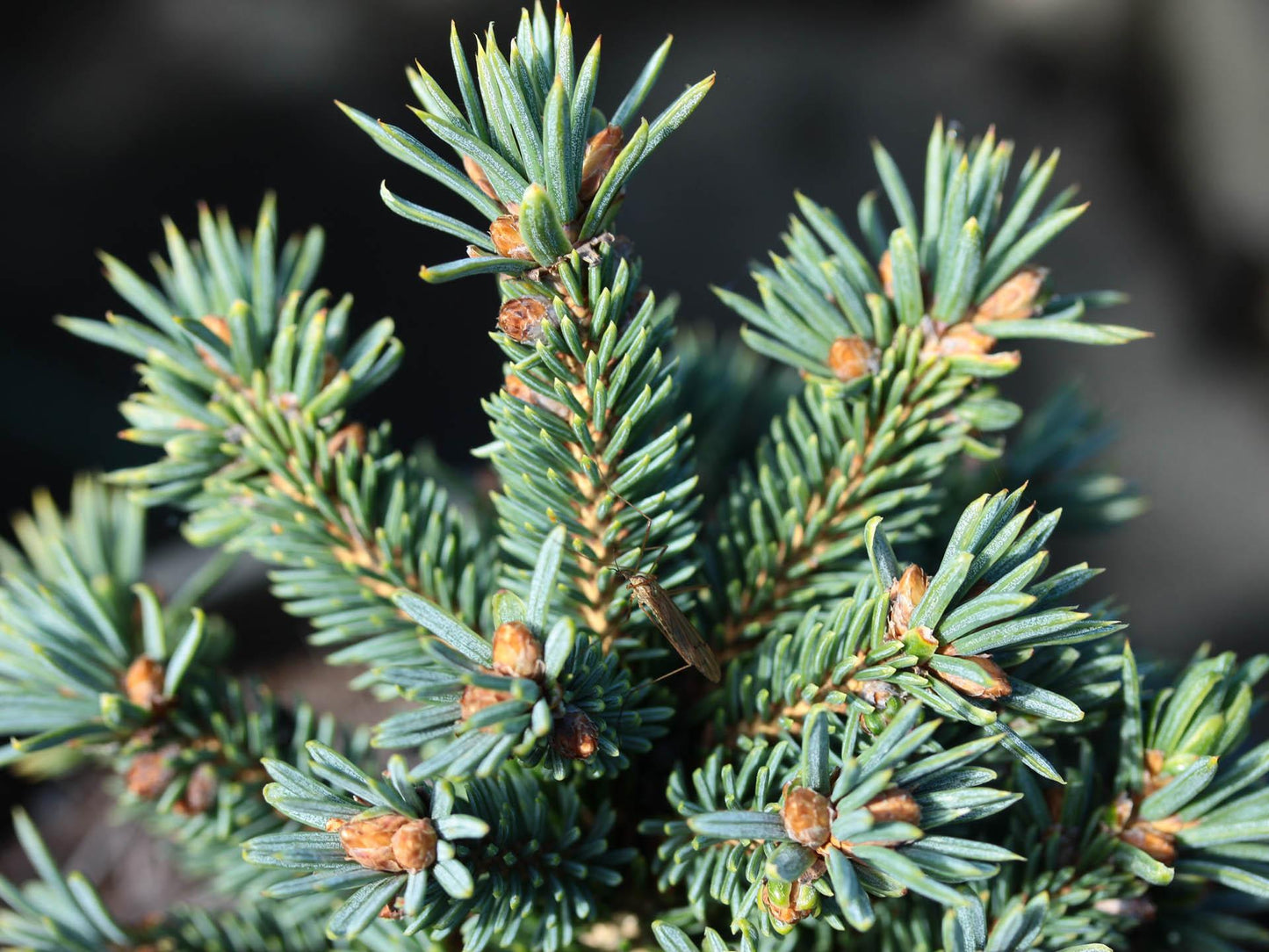 Picea Glauca - View 5 from www redcrocus com