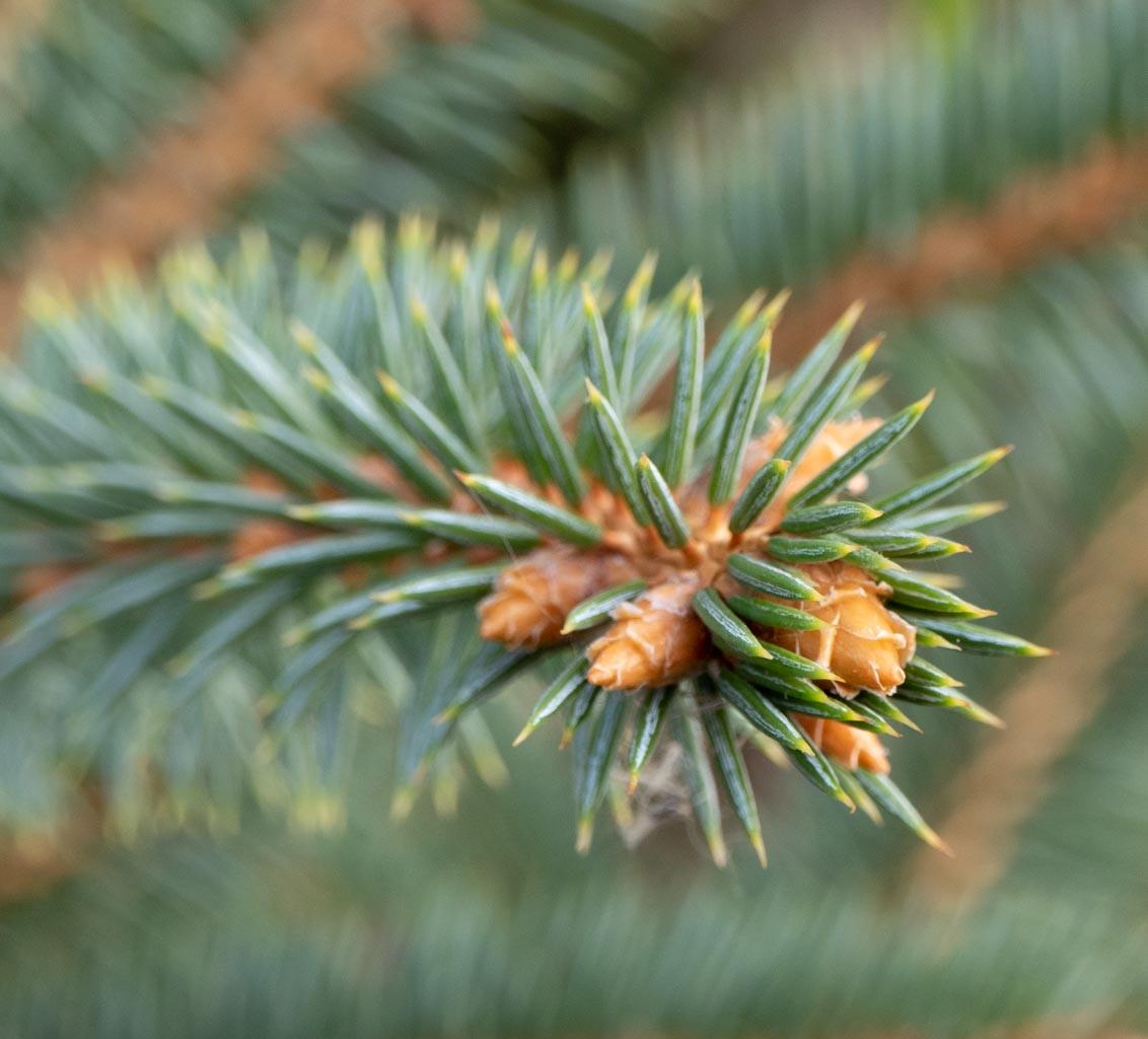 Picea Glauca - View 6 from www redcrocus com