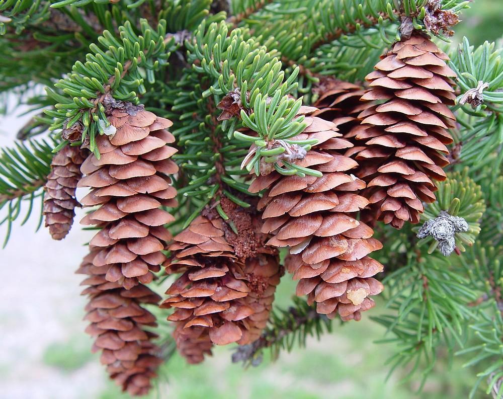 Picea Glauca - View 7 from www redcrocus com