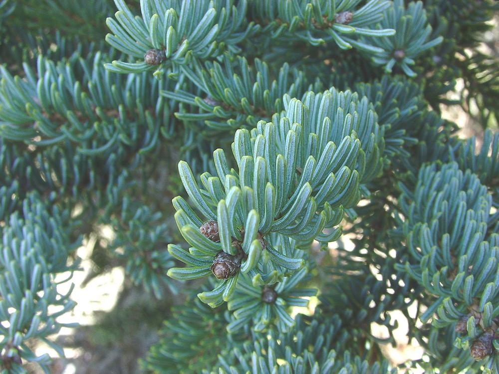 Picea Glauca - View 8 from www redcrocus com