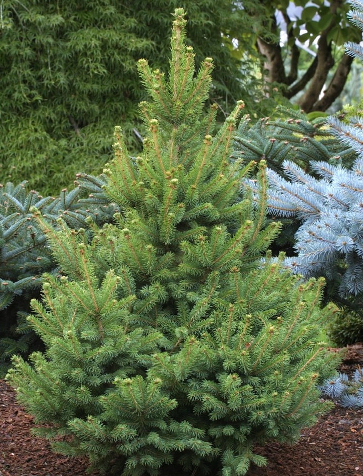 Picea Glauca - View 9 from www redcrocus com