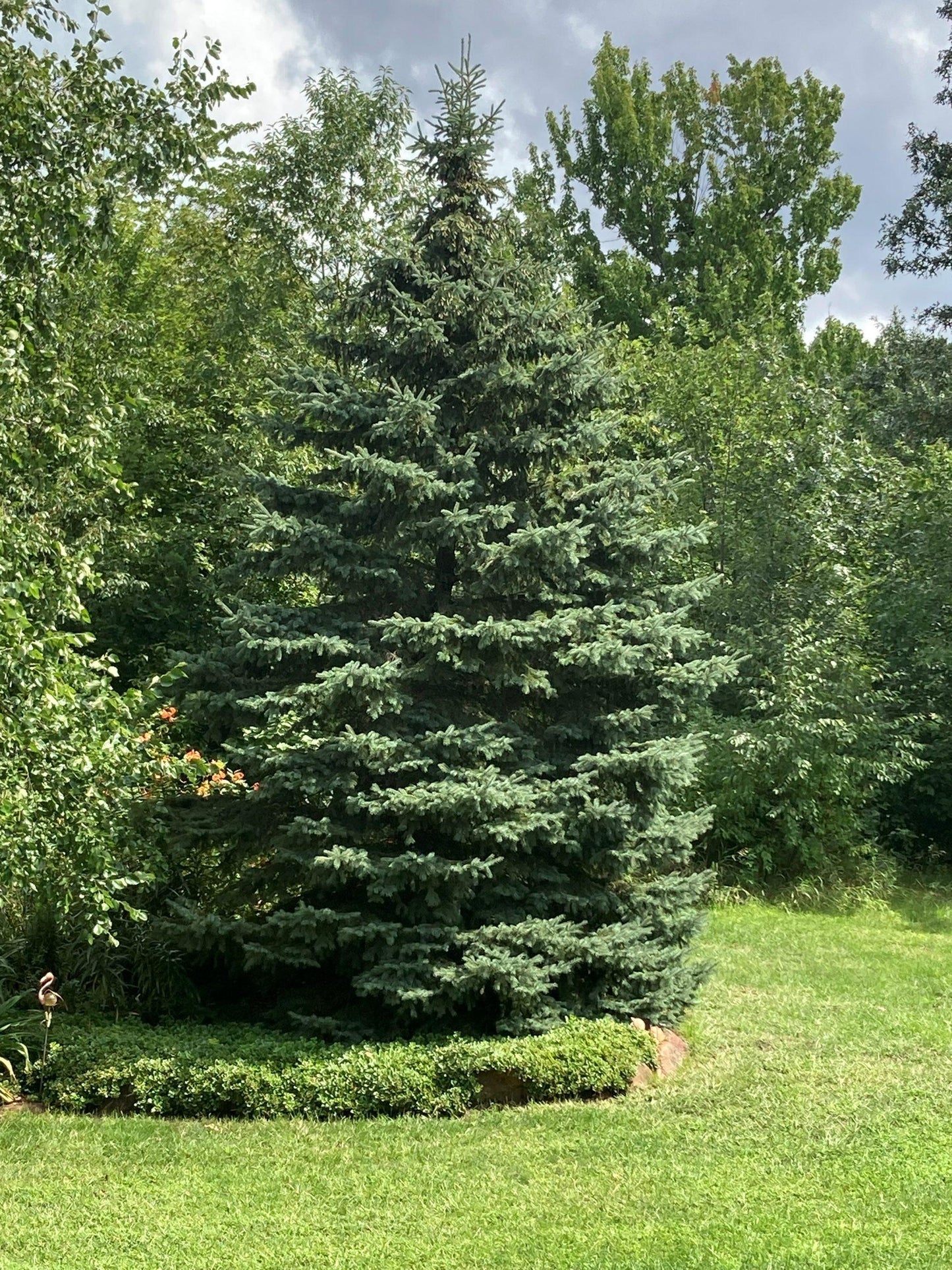 Picea Glauca - View 12 from www redcrocus com