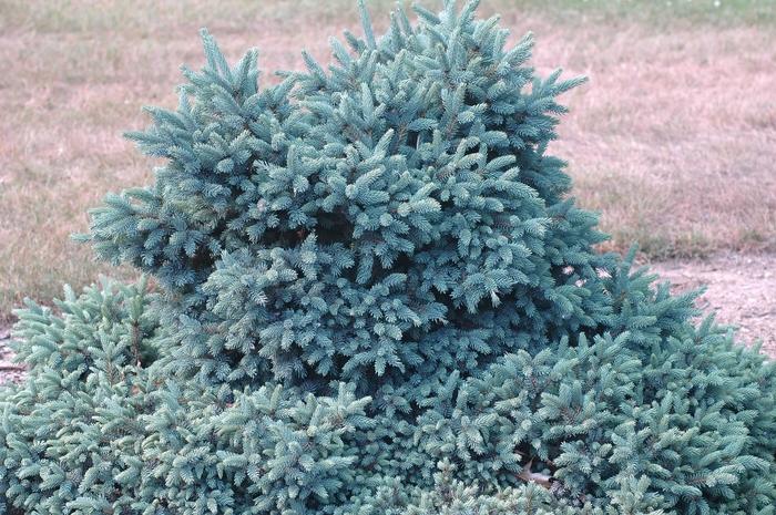 Picea Glauca - View 13 from www redcrocus com