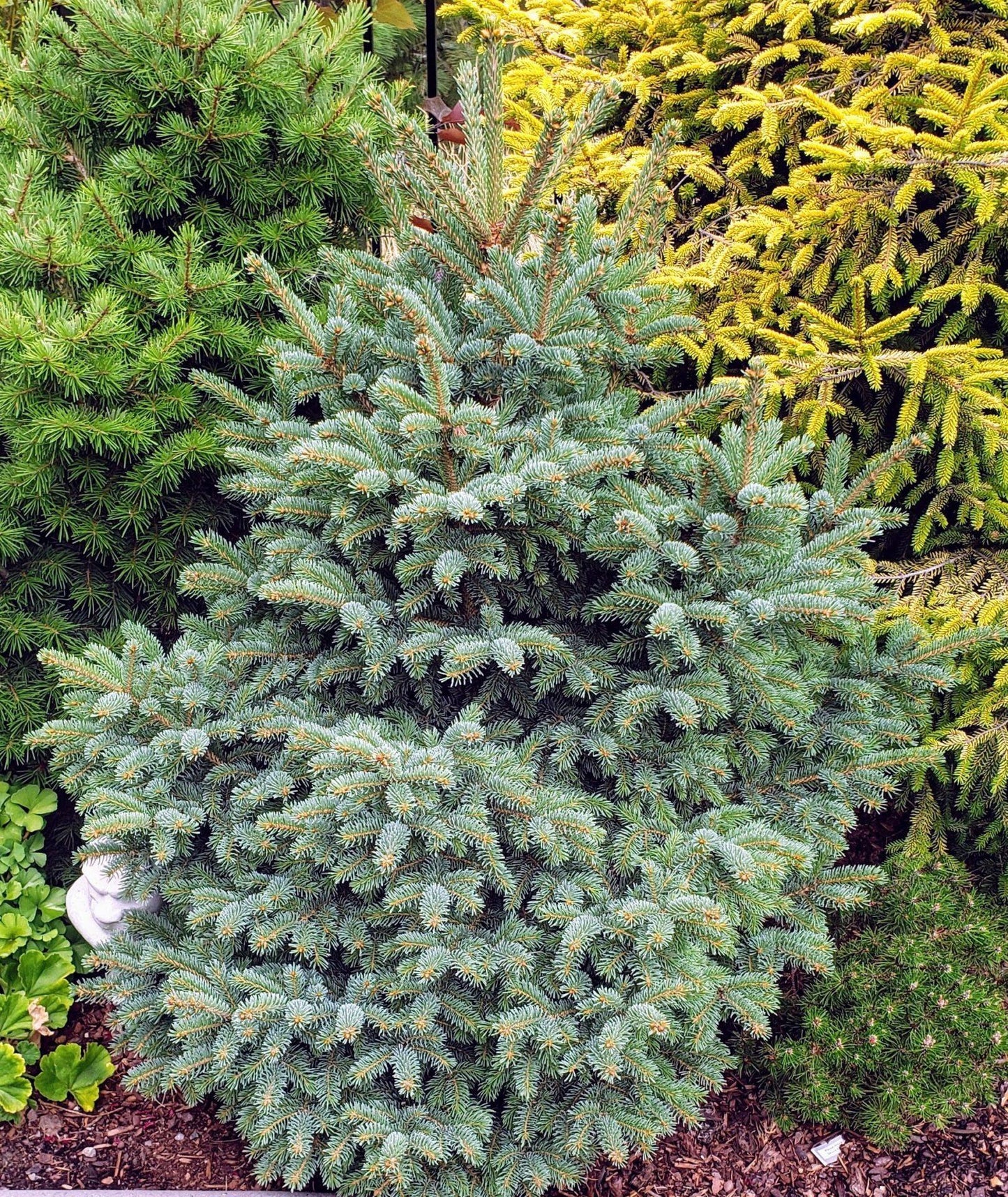 Picea Glauca - View 14 from www redcrocus com