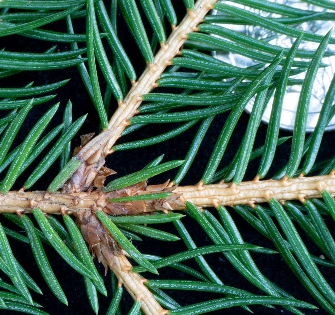Picea Glauca - View 15 from www redcrocus com